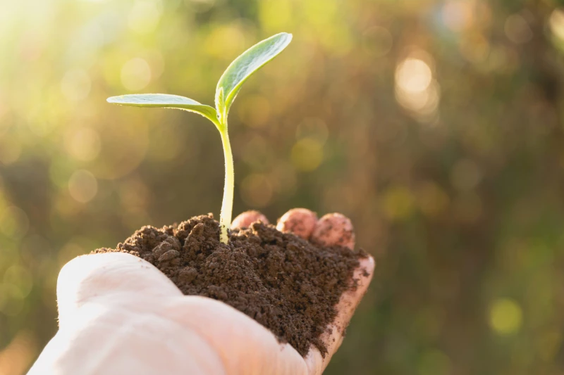Hand som håller en planta.