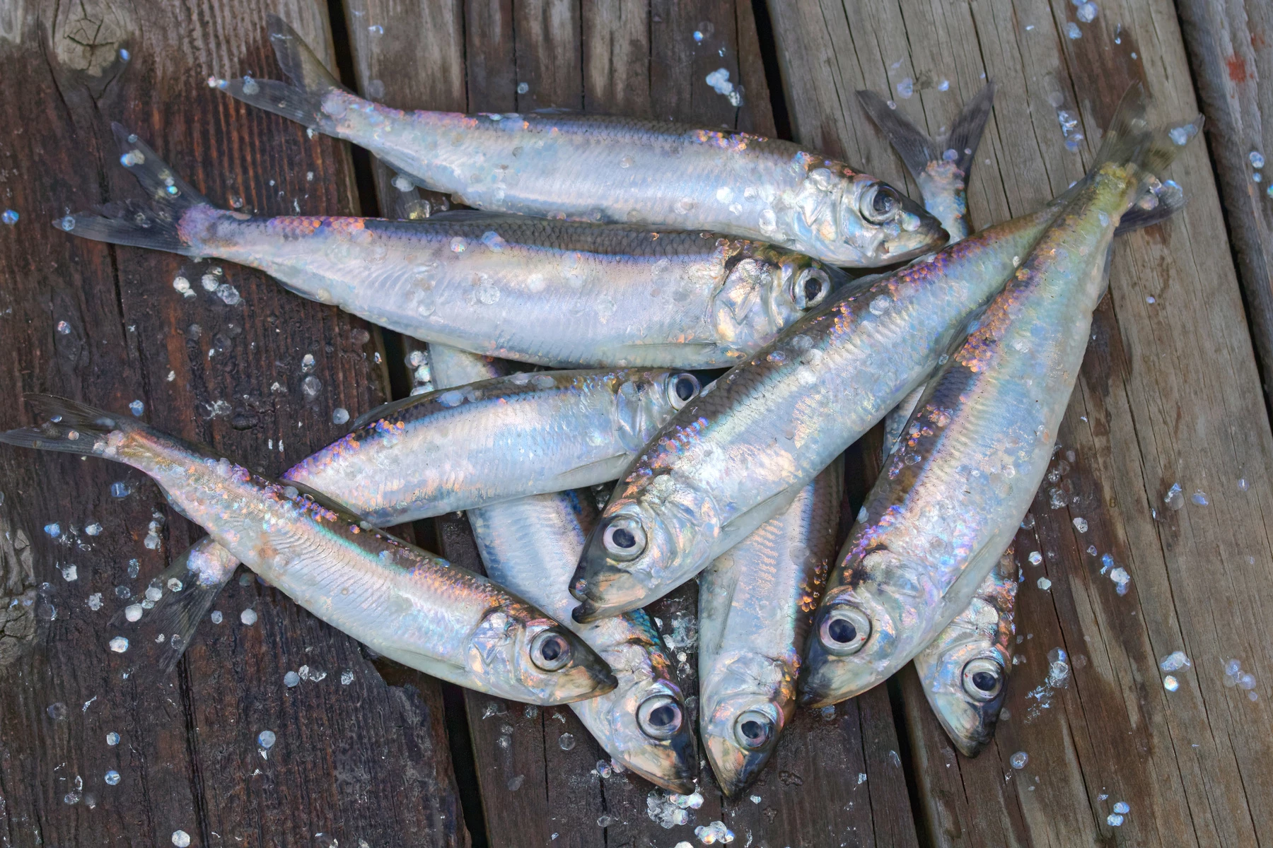 Norrlandsströmming