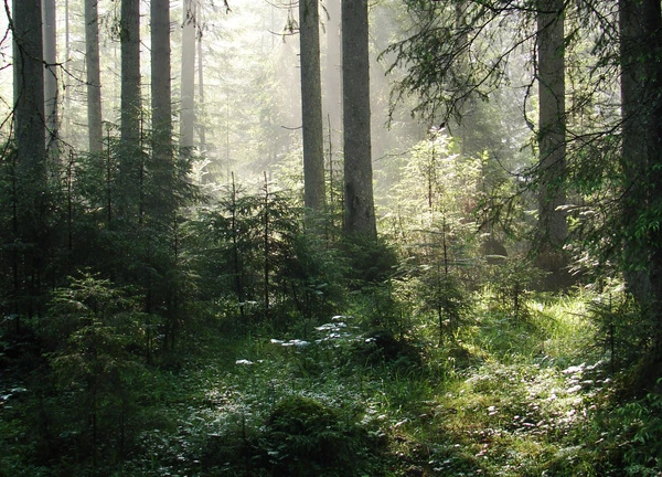 träd i skog